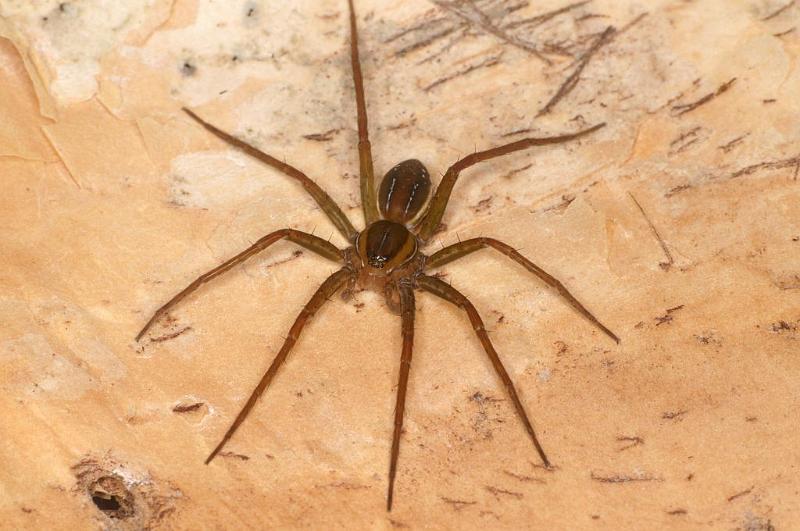 Dolomedes_instabilis_D7973_Z_89_North Stradbroke island_Australie.jpg